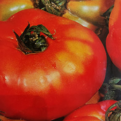 Tomate Pantano Romanesco