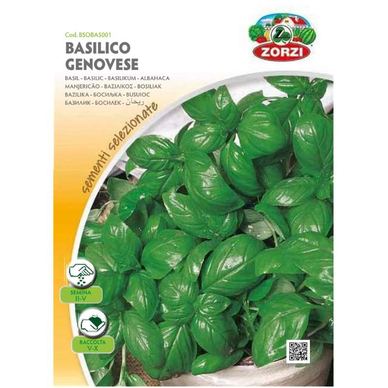 Basilic Genovese - Zorzi