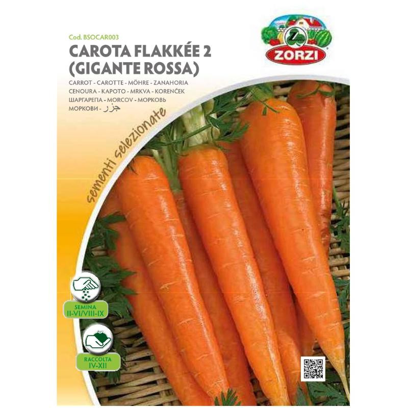 carotte flakkee 2 - Zorzi