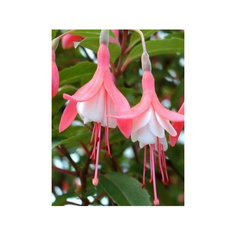 Fuchsie Lady Thumb - Magellanica Staude Im 2L Topf, Orangerot-weiße Blüten