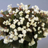 Begonia fleurs Double