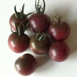 Tomate (cerise) black cherry