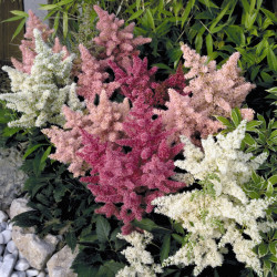 Astilbe arendsii Astary Mix *