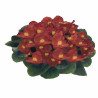 Begonia semperflorens Mascotte vert
