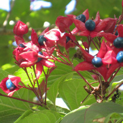 Clerodendron trichotomum...
