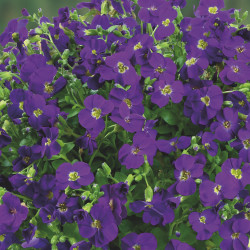 Aubrieta Chianti Purple