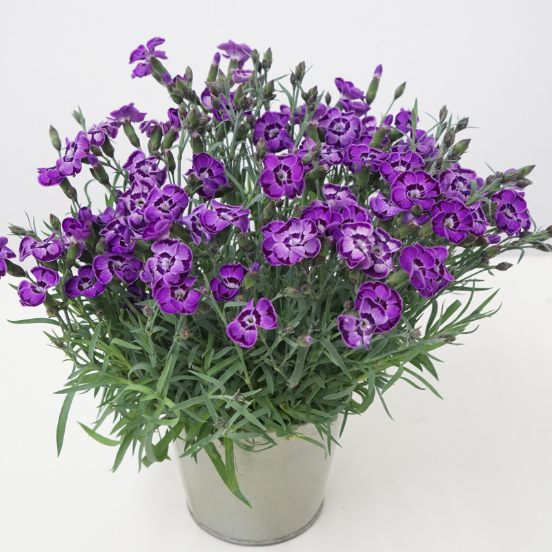 Dianthus Diantica Violet Blue ® *