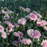 Dianthus Perfume Pinks Candy Floss ® *