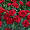Dianthus Perfume Pinks Passion ® *