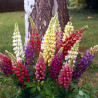 Lupinus polyphyllus Gallery Mix