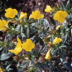 Oenothera missouriensis
