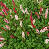 Persicaria affinis Darjeeling Red
