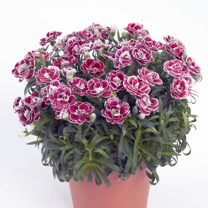Dianthus perennial hybrida Colori Joy Bicolour *