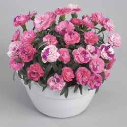 Dianthus Roselly Pink ®