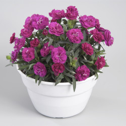 Dianthus Roselly Purple ®