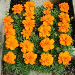 Tagetes patula Queen...