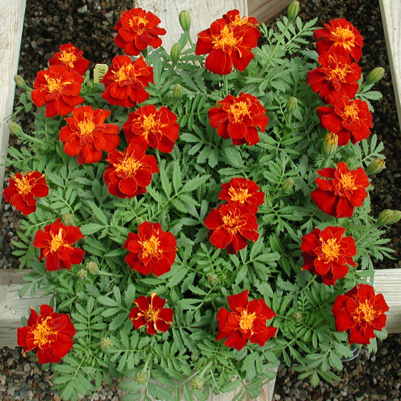 Tagetes patula Queen (petites fleurs)