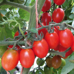 Tomate (Cerise) Tutti Frutti