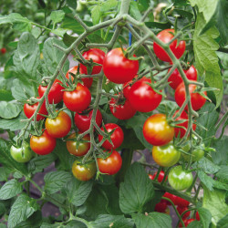 Tomate (Cerise) Supersweet 100