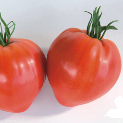 Tomate Cauralina