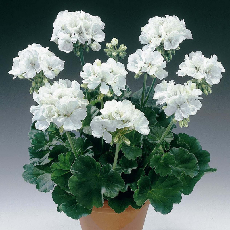 Geranium droit (fleurs simple)