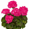 Geranium droit (fleurs simple)