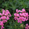Geranium retombant (fleurs simple)