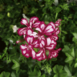 Geranium retombant (fleurs bicolore)