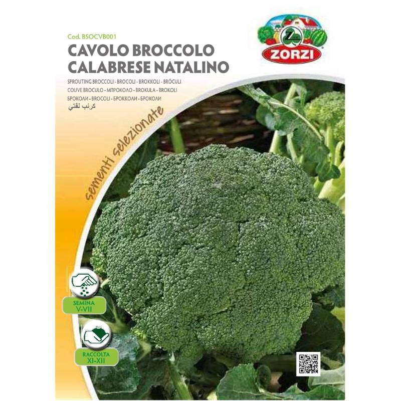 Brocoli CALABRESE NATALINO - Zorzi